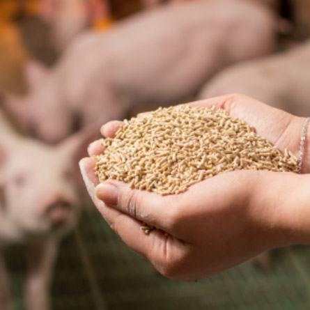 nutrition animale